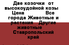 Две козочки  от высокоудойной козы › Цена ­ 20 000 - Все города Животные и растения » Другие животные   . Ставропольский край